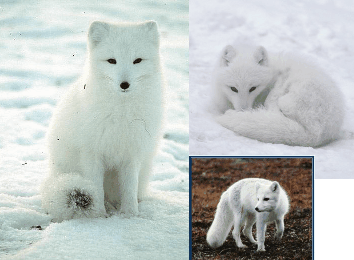 arctic foxes image